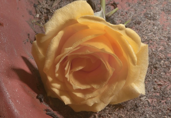 Yellow rose with dew drops