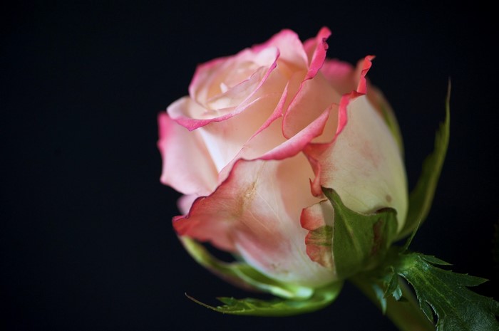 Close-up of a pink and white rose with dark background