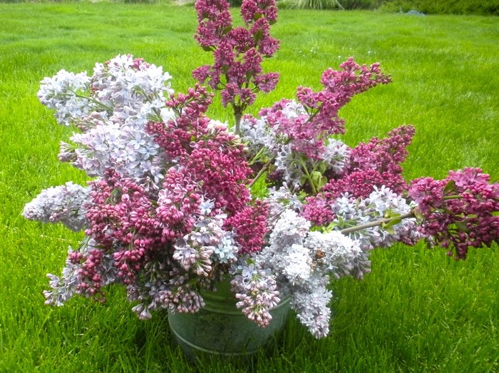 Bouquet of Lilacs in a Bucket on Grass