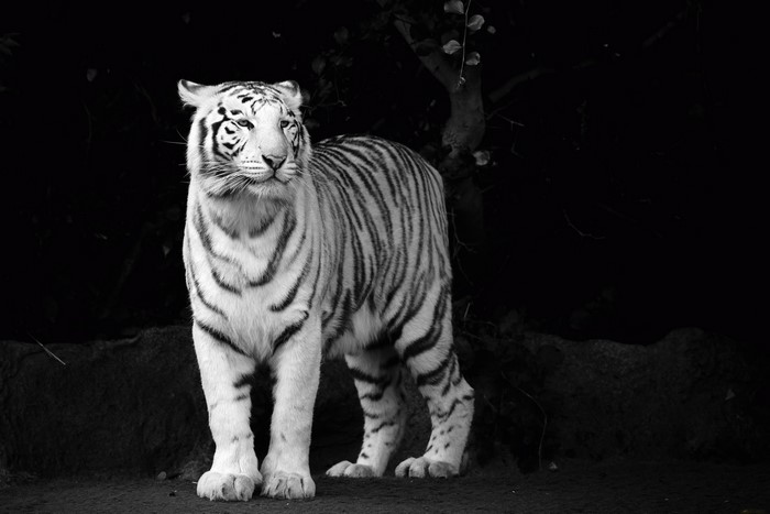 White Tiger standing in dark forest
