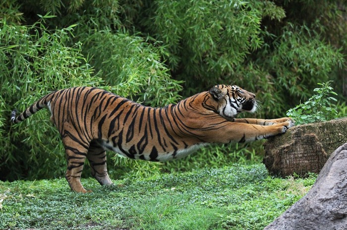 Tiger stretching on a log in a forest