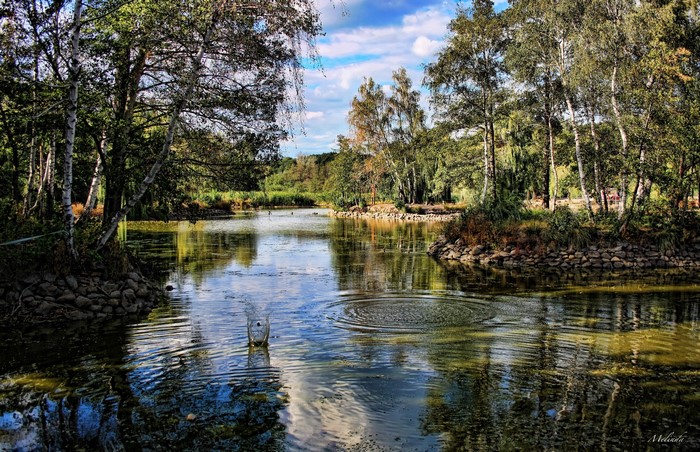 Pond scenery with trees and a splash in Gyongyos, Hungary