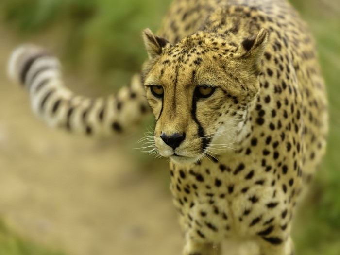 Cheetah with spotted tail in shallow focus
