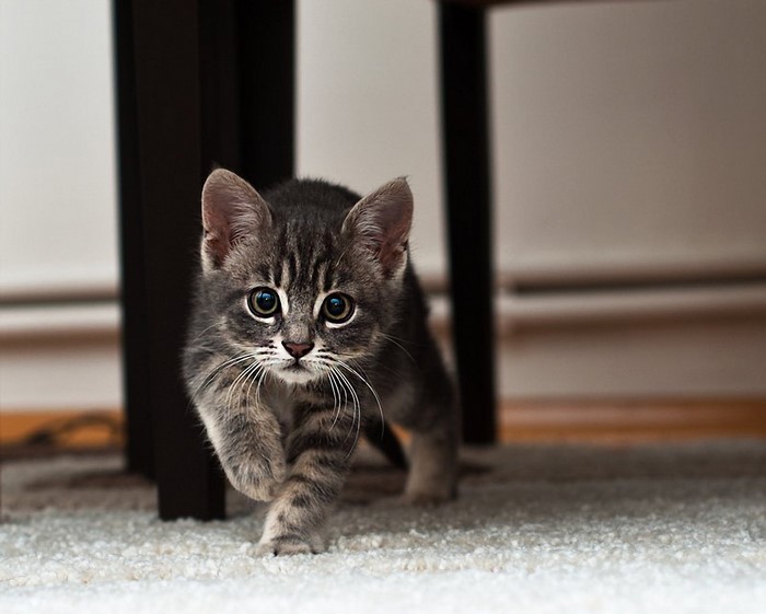Kitten walking on a carpet
