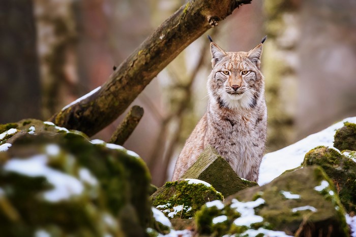 Lynx sitting on mossy rocks in a forest