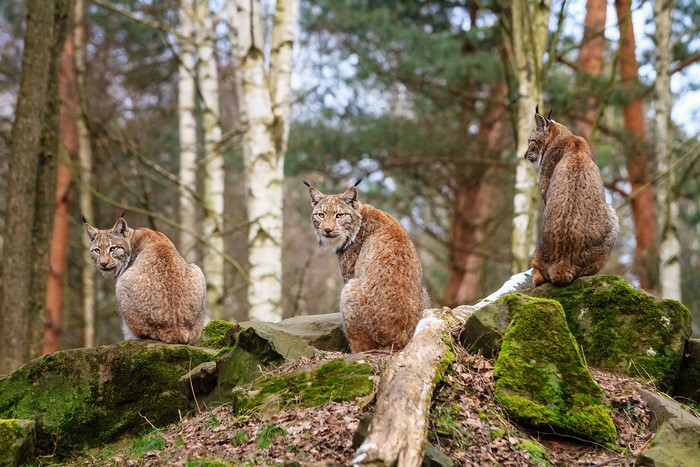 Three lynx sitting on mossy rocks in a forest