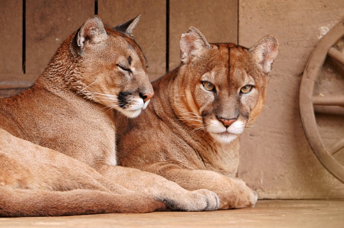 Two Pumas resting in a wooden enclosure