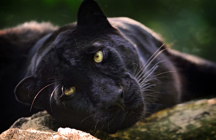 Black Panther with Green Eyes