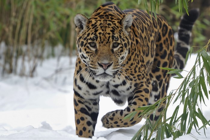 Jaguar walking in the snow