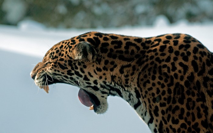 Jaguar yawning with mouth open