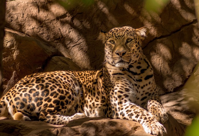 Leopard resting on rocks in dappled sunlight