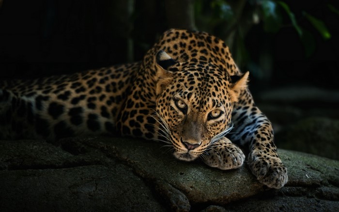 Leopard lying on a rock