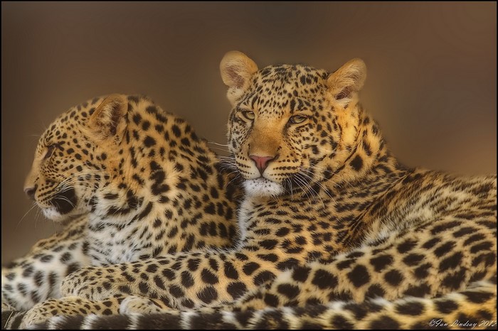 Two leopards resting together