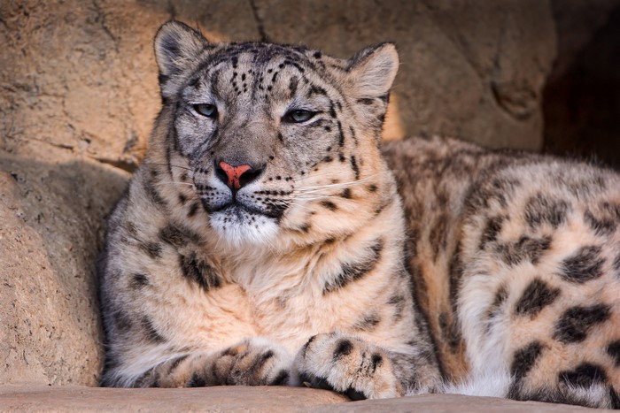 Snow leopard resting on rocks