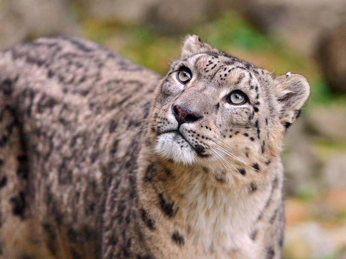 Snow leopard looking up