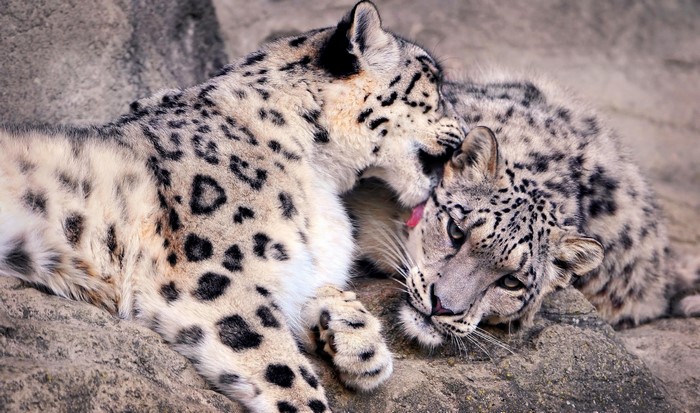 Two snow leopards grooming each other on rocks