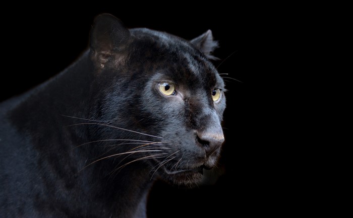 Black Panther with Yellow Eyes on Black Background