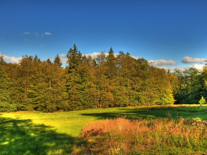 Meadow and forest in Germany