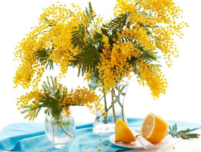 Vase of Silver Wattle with Lemon