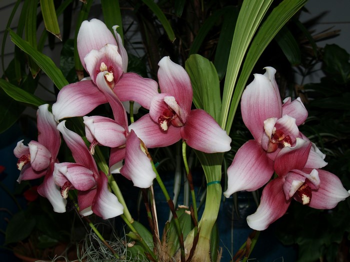 Pink and white orchids