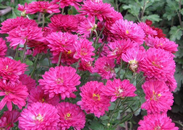 Pink Chrysanthemums in Bloom