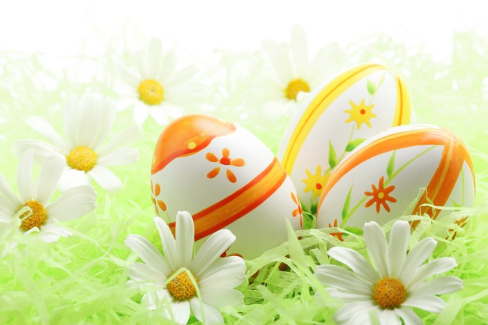 Easter Eggs and Camomiles on Green Grass