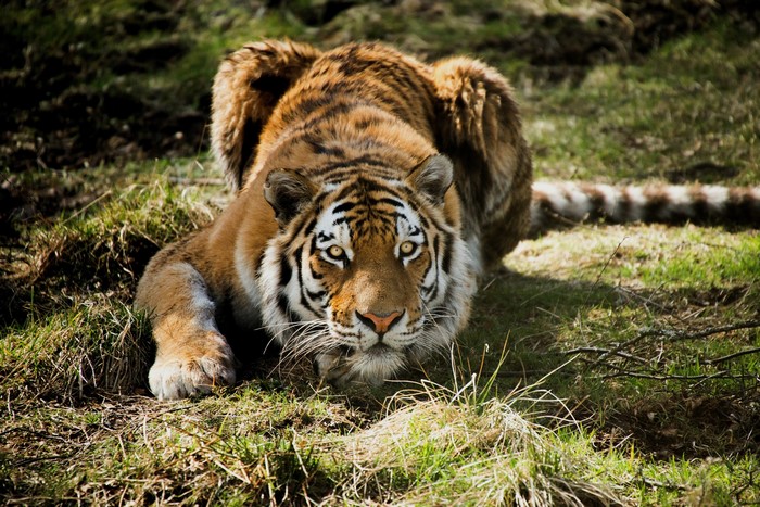 Tiger crouching in grass