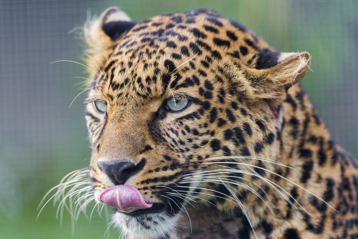 Leopard with blue eyes licking its snout