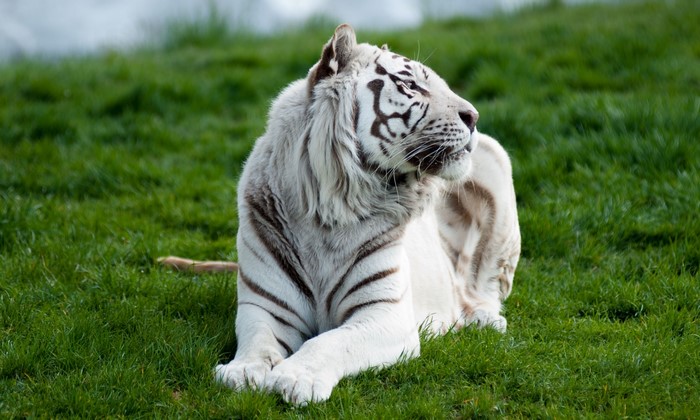 White Tiger Lying on Grass