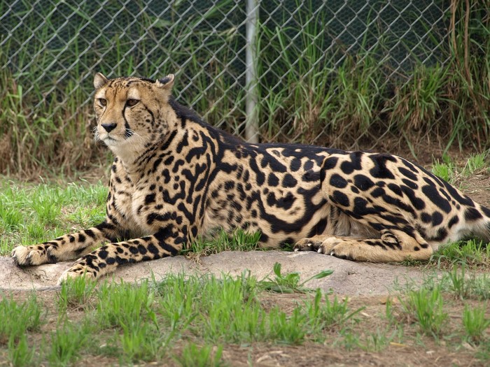 Cheetah lying on grass near a fence
