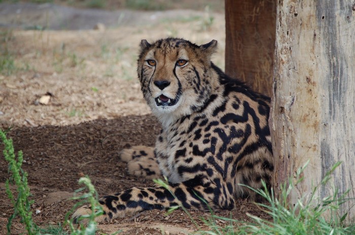 Cheetah resting by a wooden post