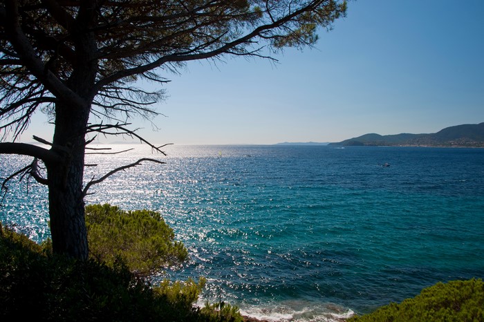 4K Coast Sea Trees Horizon