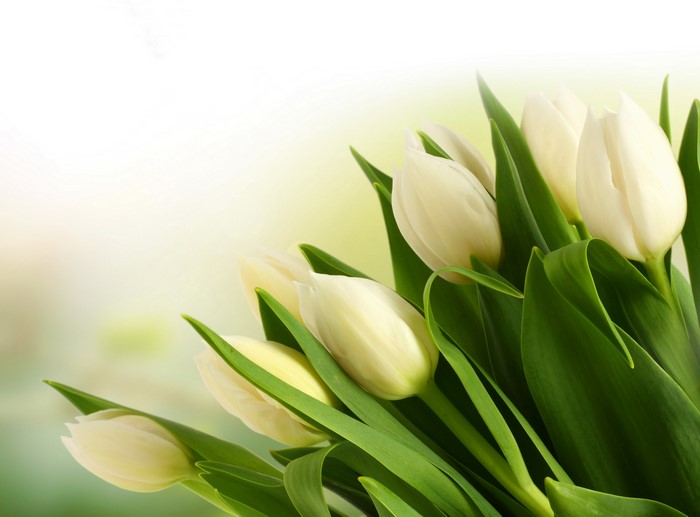 White Tulips with Green Foliage