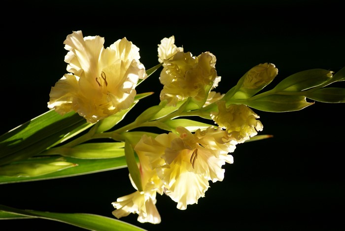 Yellow Gladioluses in Sunlight