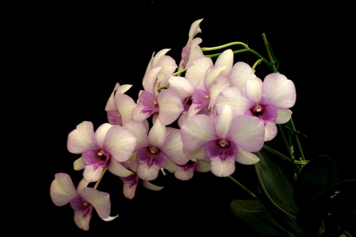 White and purple orchids on a black background