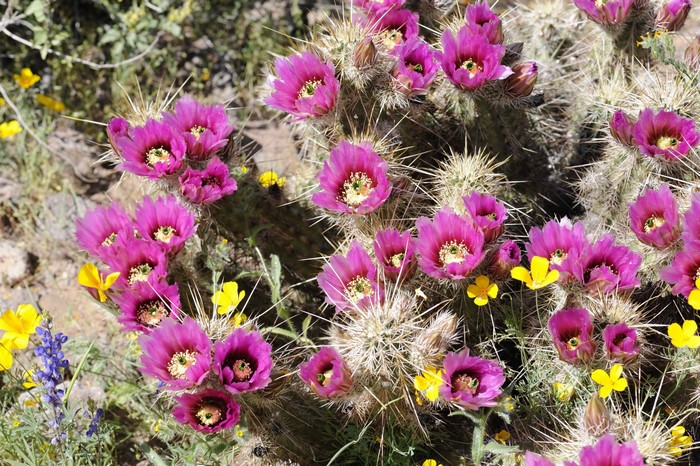 Pink Cholla Cactus Flowers in Bloom