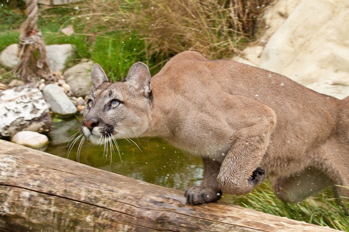 Puma in water near a log