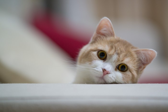A ginger and white cat peeking over a surface