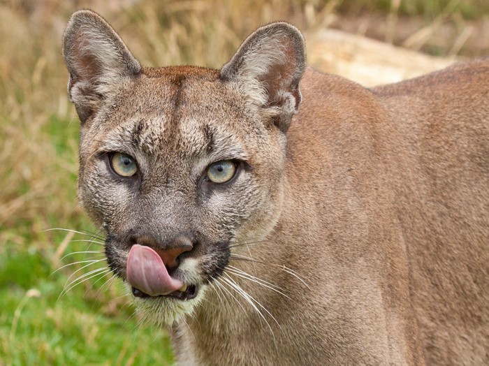 Close-up of a cougar licking its snout