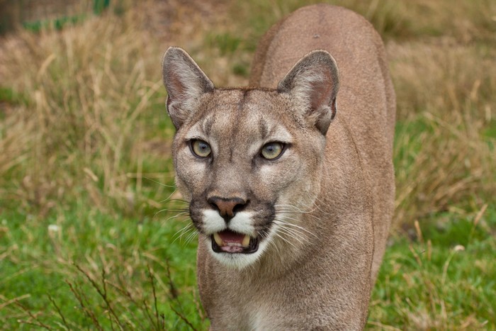 Puma looking forward