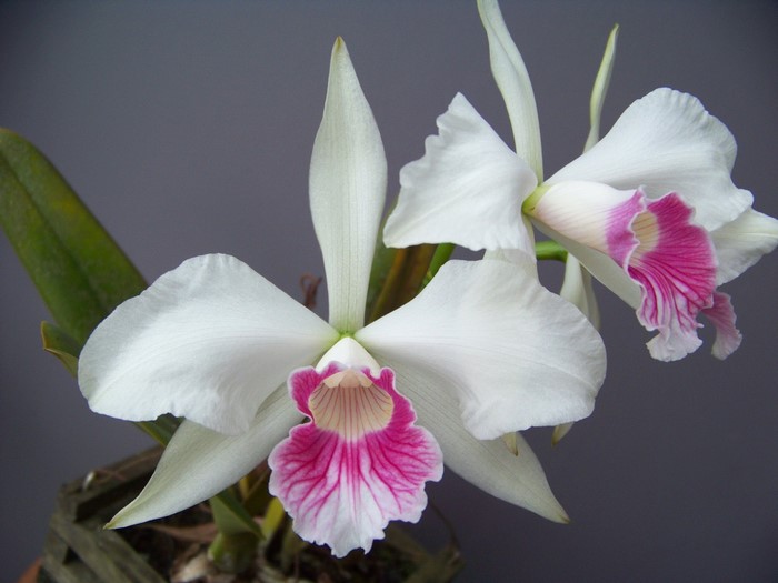 White orchids with pink and white ruffled lips