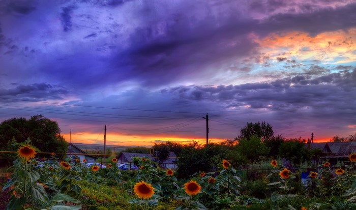 Sunflowers at sunset with dramatic clouds