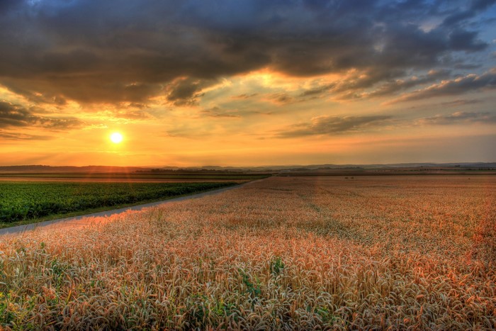 Wheat field at sunset in Hessen, Germany
