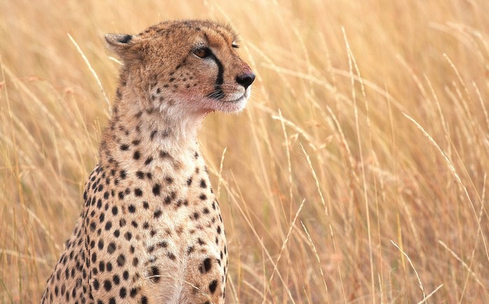 Cheetah sitting in tall dry grass