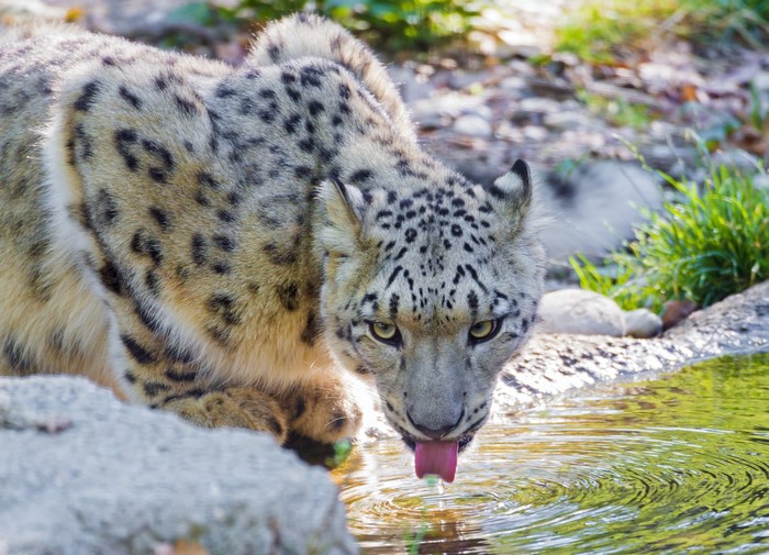 Snow leopard drinking water from a stream
