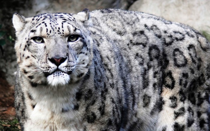 Close-up of a snow leopard's face and fur