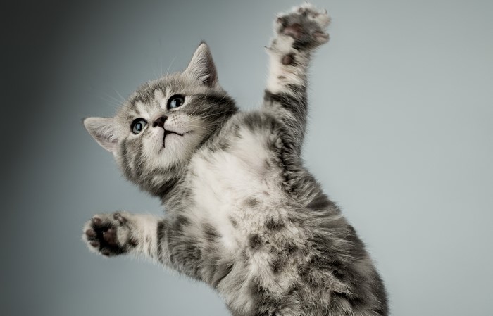 Kitten with paws up