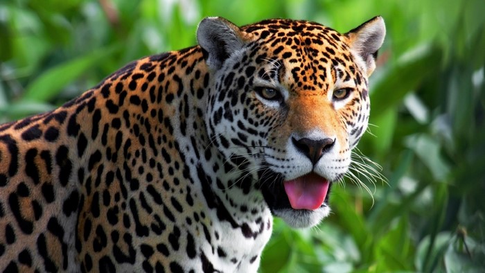 Jaguar with mouth open in green foliage