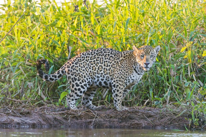 Jaguar standing on riverbank with lush green foliage