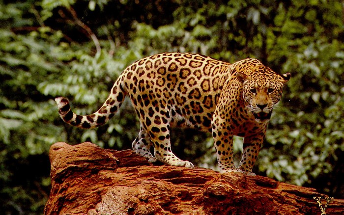 Jaguar standing on a log in a forest